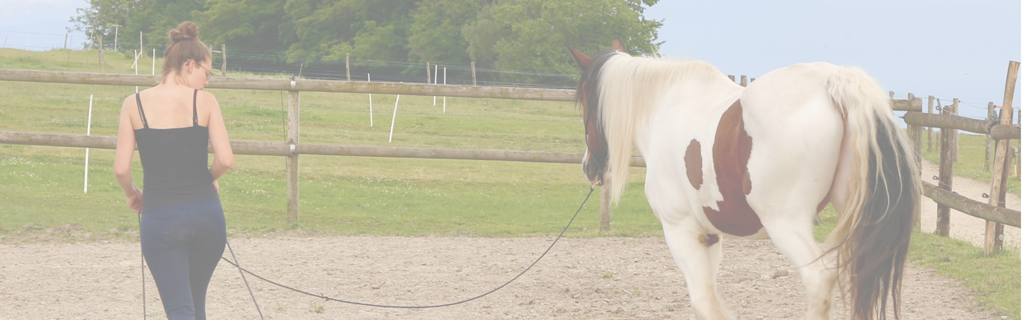 Cours de cheval - relation & confiance